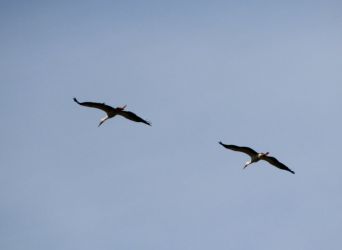 Zuschauer aus luftiger Höhe