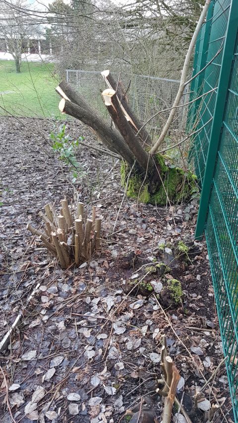 Über den Garagen erfolgte ein Baum- und Heckenschnitt in Eigenleistung des SV, weil dort ein Erweiterungsbau entstehen wird (Lager, öffentliche Toiletten, Archiv, Geschäftszimmer und Besprechungsraum)